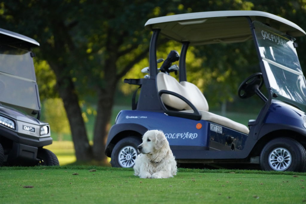 hund som ligger på en golfbana framför golfbilar